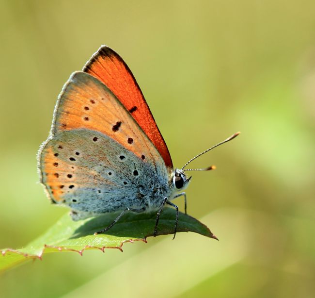 Cuivré des marais - Lycaena dispar